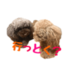 うちのプーちゃん。（個別スタンプ：27）
