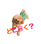 うちのプーちゃん。（個別スタンプ：28）