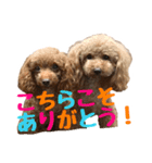 うちのプーちゃん。（個別スタンプ：29）