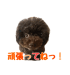 うちのプーちゃん。（個別スタンプ：30）