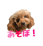 うちのプーちゃん。（個別スタンプ：31）