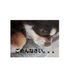 PonTa0225！（個別スタンプ：7）