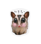 Sugarglider-Thank you for love me（個別スタンプ：1）