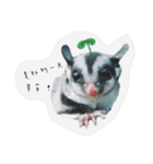 Sugarglider-Thank you for love me（個別スタンプ：4）