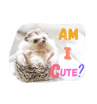 Hedgehog of TwinBearHouse(1)（個別スタンプ：2）