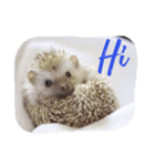 Hedgehog of TwinBearHouse(1)（個別スタンプ：4）