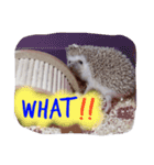 Hedgehog of TwinBearHouse(1)（個別スタンプ：7）