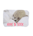 Hedgehog of TwinBearHouse(1)（個別スタンプ：9）