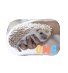 Hedgehog of TwinBearHouse(1)（個別スタンプ：12）