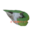 ハチの猫（個別スタンプ：5）