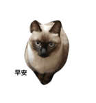 Siamese cat from Taiwan（個別スタンプ：11）