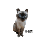 Siamese cat from Taiwan（個別スタンプ：13）