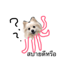 Pomeranian octopus forThailand（個別スタンプ：3）