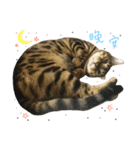 Cats Lively life（個別スタンプ：11）