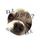 仮想通貨犬ショコラ（個別スタンプ：4）