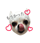 仮想通貨犬ショコラ（個別スタンプ：5）