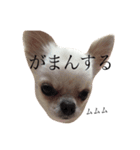 仮想通貨犬ショコラ（個別スタンプ：12）