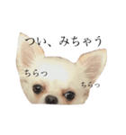 仮想通貨犬ショコラ（個別スタンプ：14）