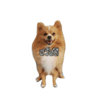 Dog for A（個別スタンプ：4）