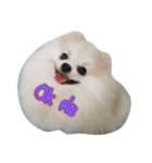 Dog for A（個別スタンプ：6）