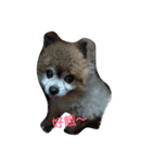 money Pomeranian（個別スタンプ：1）