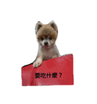 money Pomeranian（個別スタンプ：3）