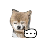 money Pomeranian（個別スタンプ：7）