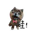 money Pomeranian（個別スタンプ：8）