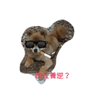 money Pomeranian（個別スタンプ：11）