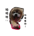 money Pomeranian（個別スタンプ：12）