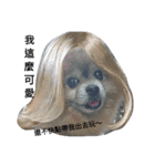 money Pomeranian（個別スタンプ：16）