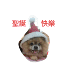 money Pomeranian（個別スタンプ：26）