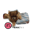 money Pomeranian（個別スタンプ：29）