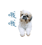 Shih Tzu DoDo（個別スタンプ：1）