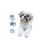 Shih Tzu DoDo（個別スタンプ：2）