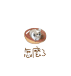 Shih Tzu DoDo（個別スタンプ：3）