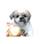 Shih Tzu DoDo（個別スタンプ：7）