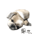 Shih Tzu DoDo（個別スタンプ：9）