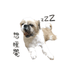 Shih Tzu DoDo（個別スタンプ：10）