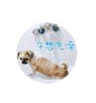 Shih Tzu DoDo（個別スタンプ：13）