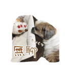 Shih Tzu DoDo（個別スタンプ：16）