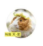 Guinea Pig - MoLaMis Daily（個別スタンプ：1）