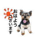 犬ウサギ（個別スタンプ：1）