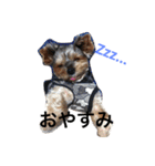 犬ウサギ（個別スタンプ：2）