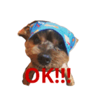 犬ウサギ（個別スタンプ：3）
