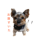 犬ウサギ（個別スタンプ：4）