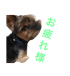犬ウサギ（個別スタンプ：6）
