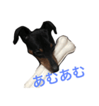 犬ウサギ（個別スタンプ：9）