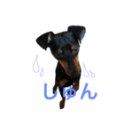 犬ウサギ（個別スタンプ：10）