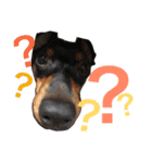 犬ウサギ（個別スタンプ：11）
